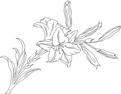 Lilium Or Lily Flower Coloring Page